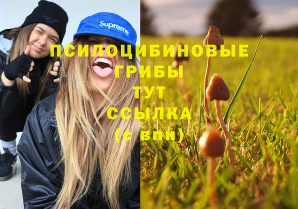 стаф Алзамай